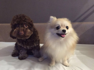 Family pets of Abiel expat accommodation